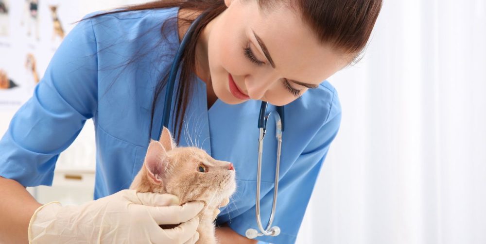 metier-sans-diplome-avec-les-animaux